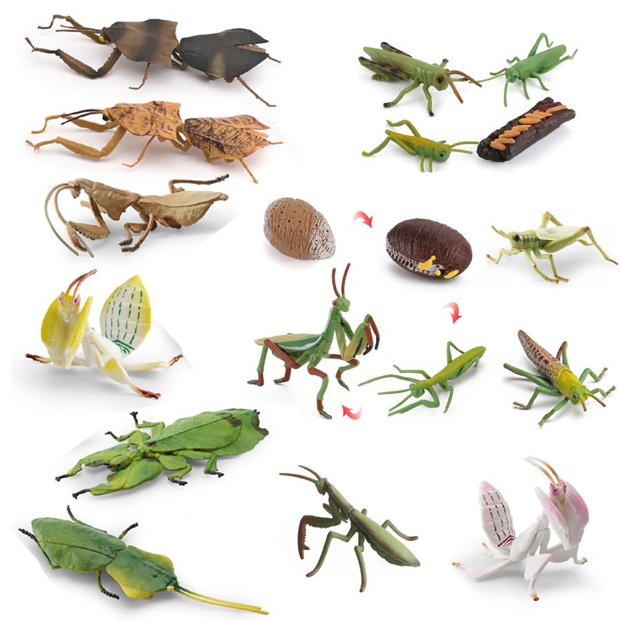 Home Improvement Kids - Modello Realistico di Mantis Orchidea, Mantis