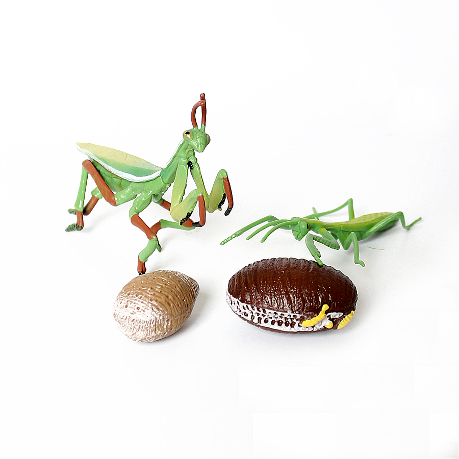Modello Realistico di Mantis O - Home Improvement Kids recensione e prezzo